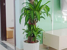 巴西木盆景養護